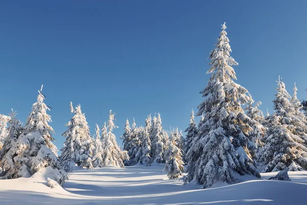 Tempo Ensolarado Paisagem Mágica Inverno Com Árvores Cobertas Neve Durante — Fotografia de Stock