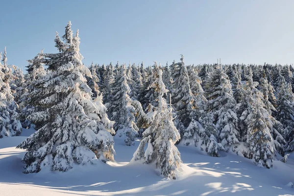Sunny Weather Magical Winter Landscape Snow Covered Trees Daytime — стоковое фото