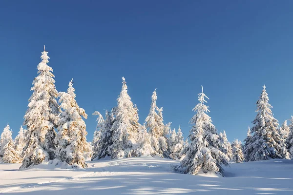 Słoneczna Pogoda Magiczny Zimowy Krajobraz Pokrytymi Śniegiem Drzewami Dzień — Zdjęcie stockowe