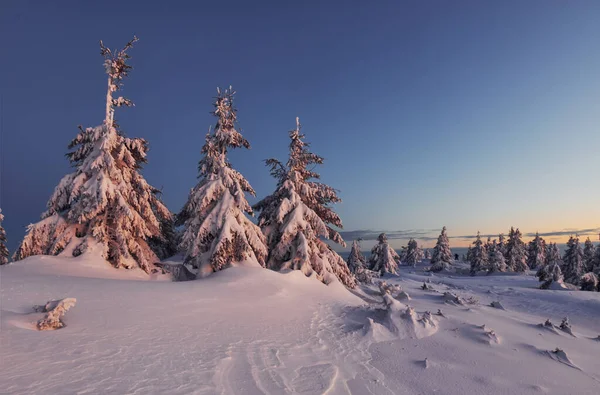 Sneeuw Bedekt Veel Grond Bomen Magisch Winterlandschap — Stockfoto