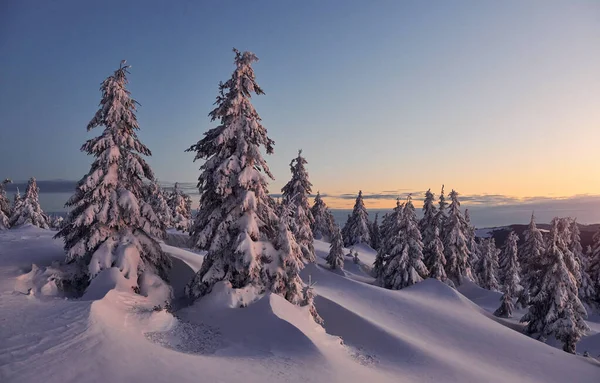 Kar Birçok Yeri Ağaçları Kaplıyor Sihirli Kış Manzarası — Stok fotoğraf