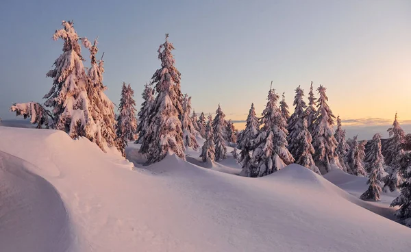 Sneeuw Bedekt Veel Grond Bomen Magisch Winterlandschap — Stockfoto