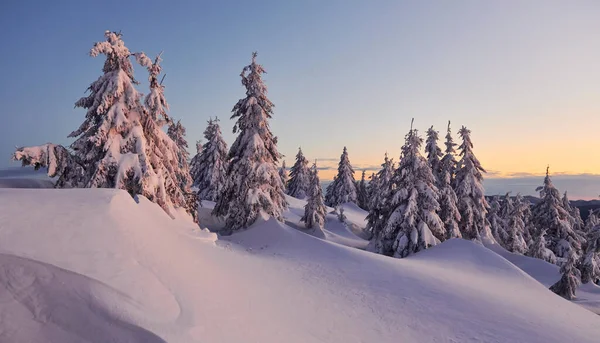 Kar birçok yeri ve ağaçları kaplıyor. Sihirli kış manzarası.