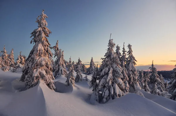 Kar birçok yeri ve ağaçları kaplıyor. Sihirli kış manzarası.