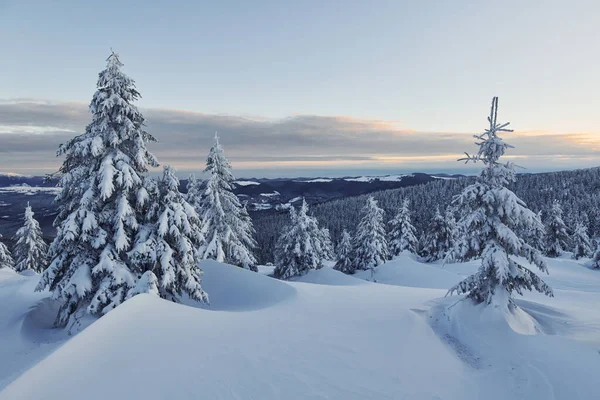 Neige Couvre Beaucoup Sol Arbres Paysage Hivernal Magique — Photo