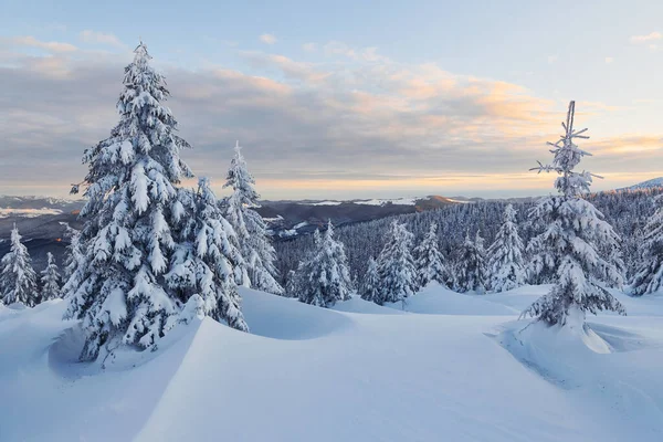 Kar birçok yeri ve ağaçları kaplıyor. Sihirli kış manzarası.