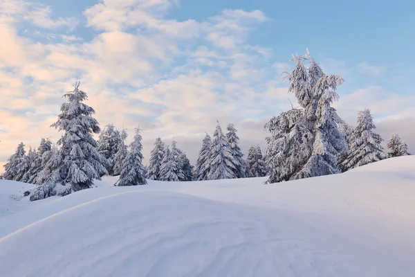 Bewolkte Lucht Magisch Winterlandschap Met Overdag Besneeuwde Bomen — Stockfoto