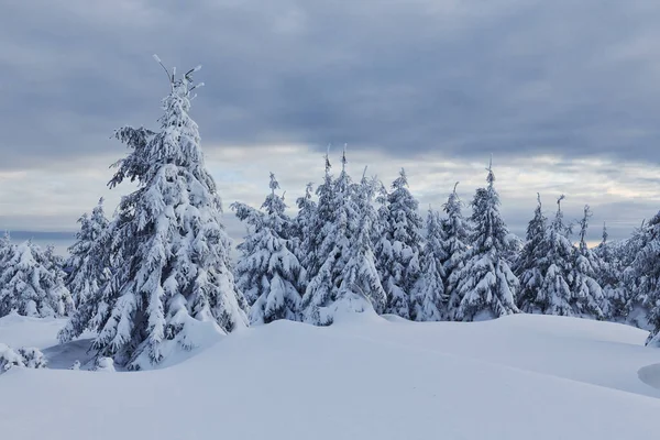 Bulutlu Gökyüzü Gündüz Vakti Karla Kaplı Ağaçlarla Büyüleyici Kış Manzarası — Stok fotoğraf