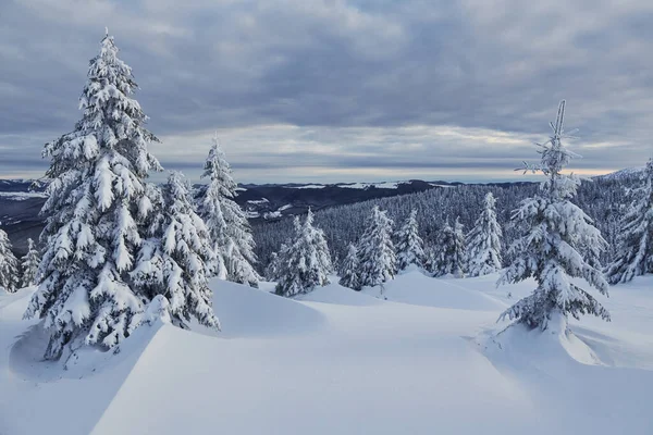 Bulutlu gökyüzü. Gündüz vakti karla kaplı ağaçlarla büyüleyici kış manzarası.