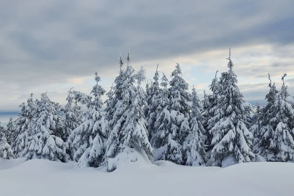 Cielo Nuvoloso Magico Paesaggio Invernale Con Alberi Innevati Durante Giorno — Foto Stock