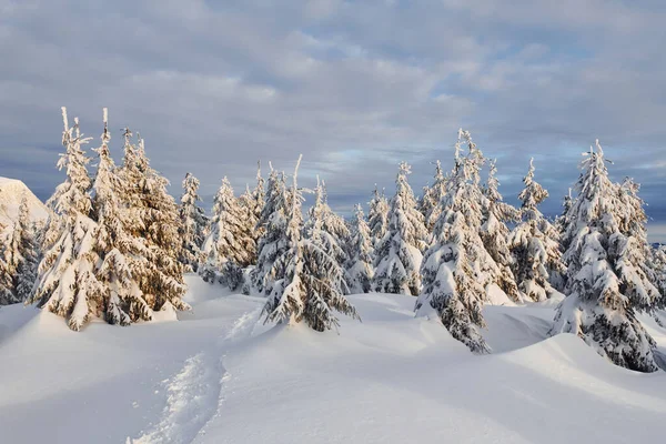 Céu Nublado Paisagem Mágica Inverno Com Árvores Cobertas Neve Durante — Fotografia de Stock