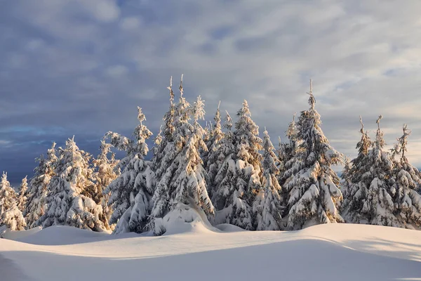 Céu Nublado Paisagem Mágica Inverno Com Árvores Cobertas Neve Durante — Fotografia de Stock