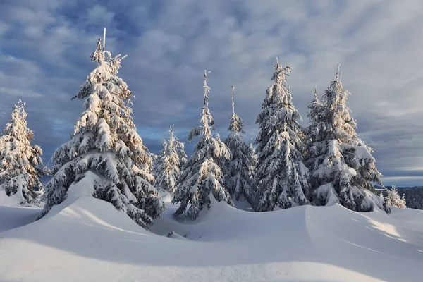 Cloudy Sky Magical Winter Landscape Snow Covered Trees Daytime — стоковое фото