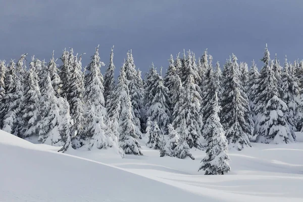 stock image Magical winter landscape with snow covered trees at daytime.