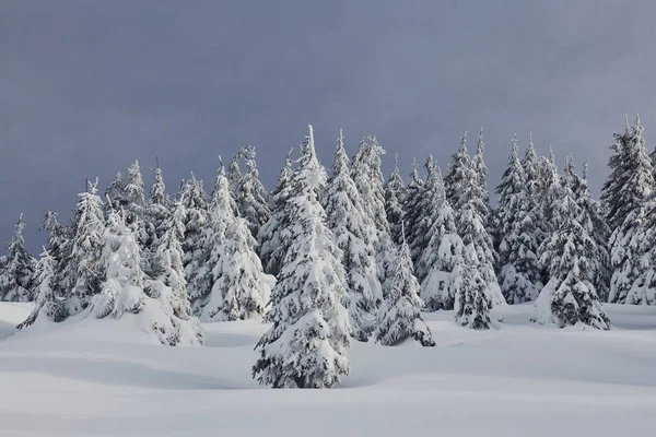 神奇的冬季风景 白雪覆盖着树木 — 图库照片