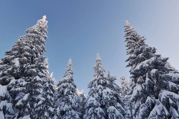 Céu Azul Claro Paisagem Mágica Inverno Com Árvores Cobertas Neve — Fotografia de Stock