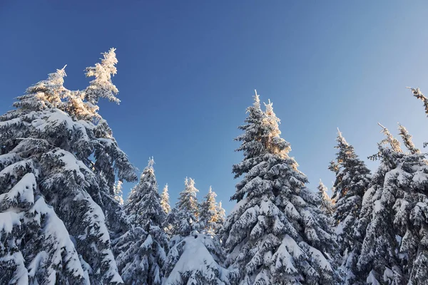 Clear Blue Sky Magical Winter Landscape Snow Covered Trees Daytime — стоковое фото