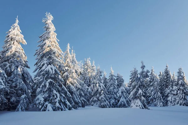 Céu Azul Claro Paisagem Mágica Inverno Com Árvores Cobertas Neve — Fotografia de Stock