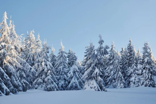 Czyste Błękitne Niebo Magiczny Zimowy Krajobraz Pokrytymi Śniegiem Drzewami Dzień — Zdjęcie stockowe