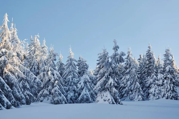 Clear Blue Sky Magical Winter Landscape Snow Covered Trees Daytime — стоковое фото