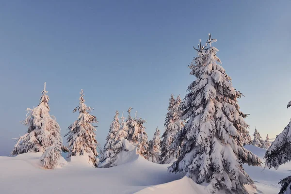 雪覆盖了许多土地和树木 神奇的冬季风景 — 图库照片