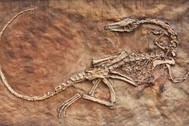 Bones of ancient old prehistoric wild animals hanging on the wall at the show. Conception of paleontology.