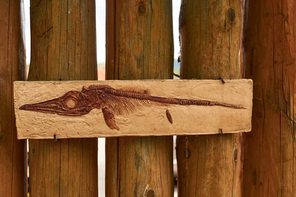 Кости Древних Доисторических Диких Животных Висящих Стене Выставке Концепция Палеонтологии — стоковое фото
