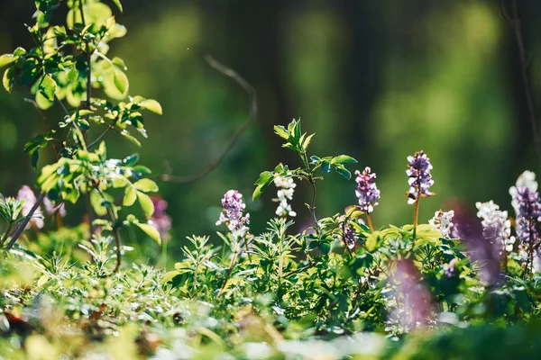 Закройте Вид Весенние Растения Открытом Воздухе Дневное Время Яркий Солнечный — стоковое фото