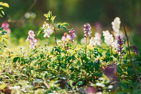 Close View Spring Plants Outdoors Daytime Bright Sunlight — Foto de Stock