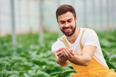 Sarı üniformalı genç bir sera çalışanı serada çalışıyor..