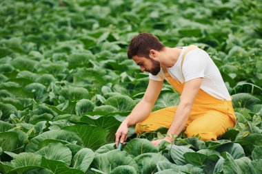 Lahanayla ilgileniyorum. Sarı üniformalı genç bir sera çalışanı serada çalışıyor..