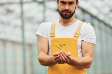 Fabrikayı elinde tutuyor. Sarı üniformalı genç bir sera çalışanı serada çalışıyor..