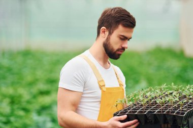 Elinde bitkiler için siyah bir büfe var. Sarı üniformalı genç bir sera çalışanı serada çalışıyor..