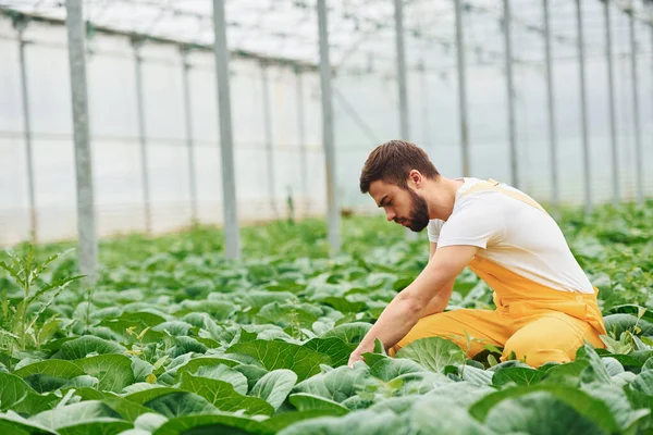 Taking Care Cabbage Young Greenhouse Worker Yellow Uniform Have Job — Foto Stock