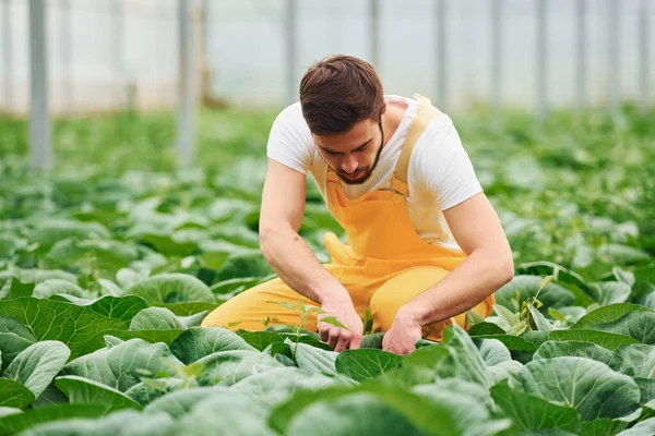 Taking Care Cabbage Young Greenhouse Worker Yellow Uniform Have Job —  Fotos de Stock