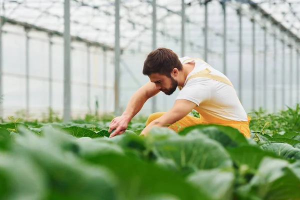 Taking Care Cabbage Young Greenhouse Worker Yellow Uniform Have Job — Foto Stock
