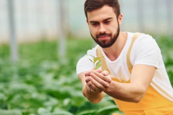 Jovem Trabalhador Estufa Uniforme Amarelo Tem Emprego Dentro Hothouse — Fotografia de Stock