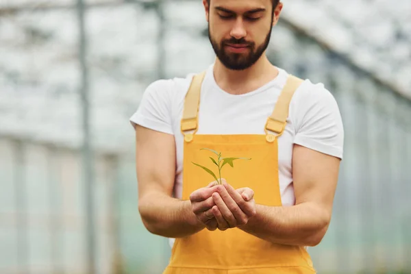 Holding Plant Hands Young Greenhouse Worker Yellow Uniform Have Job — 스톡 사진
