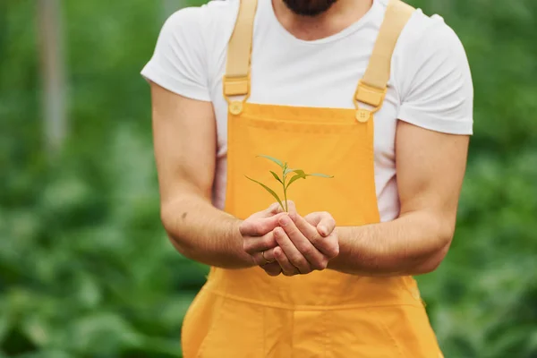 Holding Plant Hands Young Greenhouse Worker Yellow Uniform Have Job — Φωτογραφία Αρχείου