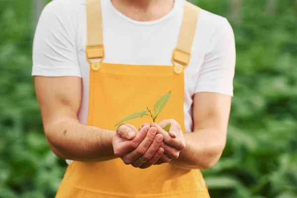 Holding Plant Hands Young Greenhouse Worker Yellow Uniform Have Job — Foto Stock