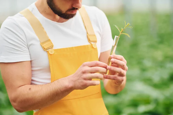 Plant Test Tube Water Young Greenhouse Worker Yellow Uniform Have — Foto Stock