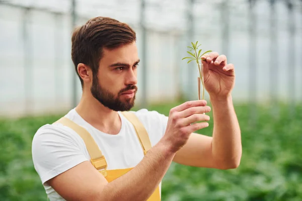 Plant Test Tube Water Young Greenhouse Worker Yellow Uniform Have —  Fotos de Stock