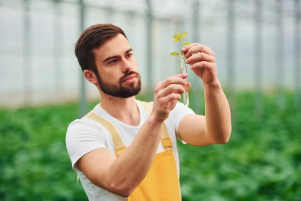 Plant Reageerbuis Met Water Jonge Kas Werknemer Geel Uniform Hebben — Stockfoto