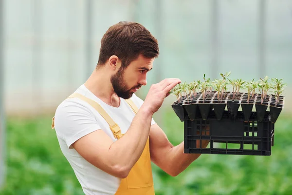 Met Zwarte Standaard Voor Planten Handen Jonge Kas Werknemer Geel — Stockfoto