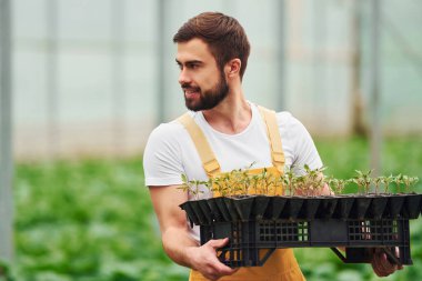 Elinde bitkiler için siyah bir büfe var. Sarı üniformalı genç bir sera çalışanı serada çalışıyor..