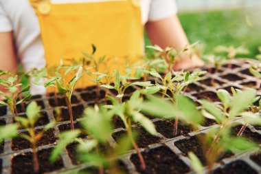 Elinde bitkiler için siyah bir büfe var. Sarı üniformalı genç bir sera çalışanı serada çalışıyor..
