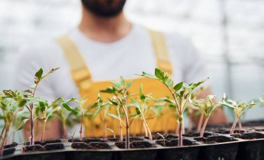 Elinde bitkiler için siyah bir büfe var. Sarı üniformalı genç bir sera çalışanı serada çalışıyor..