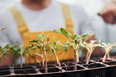 Elinde bitkiler için siyah bir büfe var. Sarı üniformalı genç bir sera çalışanı serada çalışıyor..