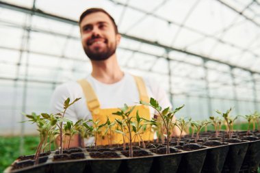 Elinde bitkiler için siyah bir büfe var. Sarı üniformalı genç bir sera çalışanı serada çalışıyor..