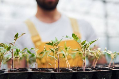 Elinde bitkiler için siyah bir büfe var. Sarı üniformalı genç bir sera çalışanı serada çalışıyor..